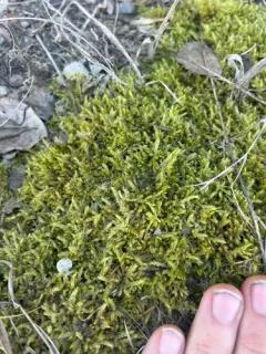 velvet feather-moss thumbnail 3
