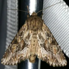 Wood-colored Apamea Moth thumbnail 4