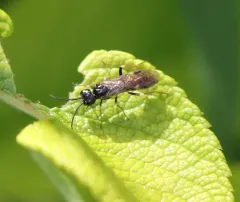 Curled Rose Sawfly thumbnail 3