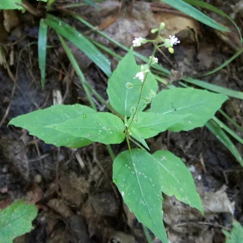 broadleaf enchanter's nightshade
