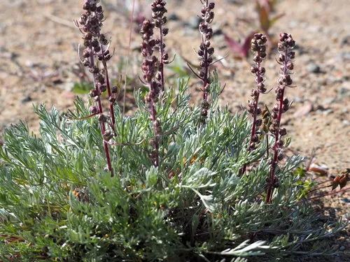 Boreal Sage