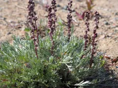 Boreal Sage thumbnail 1