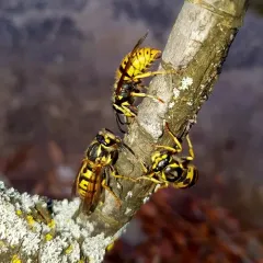 German Yellowjacket thumbnail 4