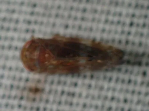 Aligia modesta