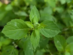 Dasineura piperitae thumbnail 3