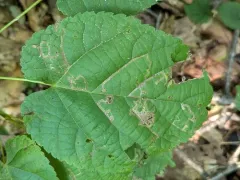 Stigmella tiliella thumbnail 4