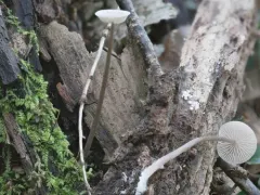 Entoloma alboumbonatum thumbnail 1