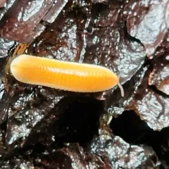 Buzonium crassipes thumbnail 4