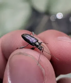 Palm-footed pond lily leaf beetle thumbnail 4