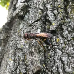 Pigeon Horntail thumbnail 2