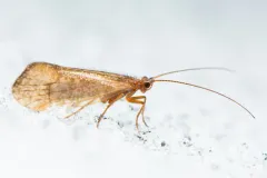 Failed Northern Caddisfly thumbnail 2