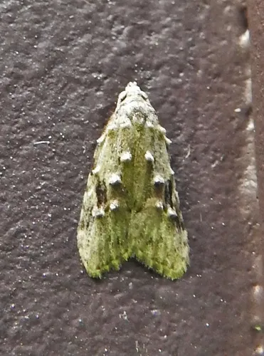 American Peach Fruit Moth