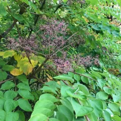 Japanese angelica tree thumbnail 4