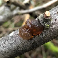amber jelly fungus thumbnail 3