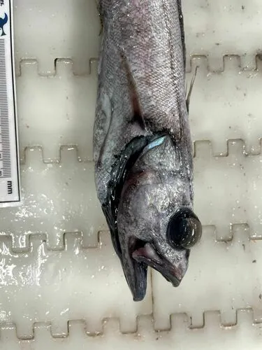 Slender Cod