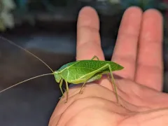 Chloroscirtus forcipatus thumbnail 3