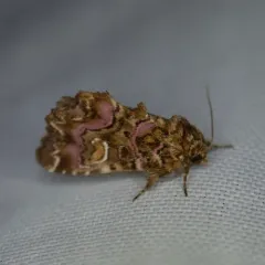 Pink-shaded Fern Moth thumbnail 3
