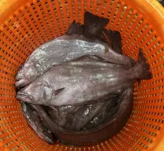 Greenland Halibut thumbnail 4