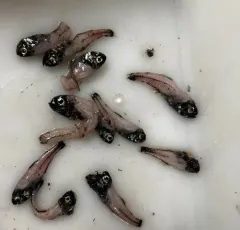 Glacier Lanternfish thumbnail 3