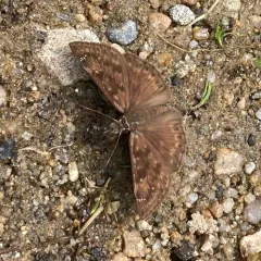 Horace's Duskywing thumbnail 3