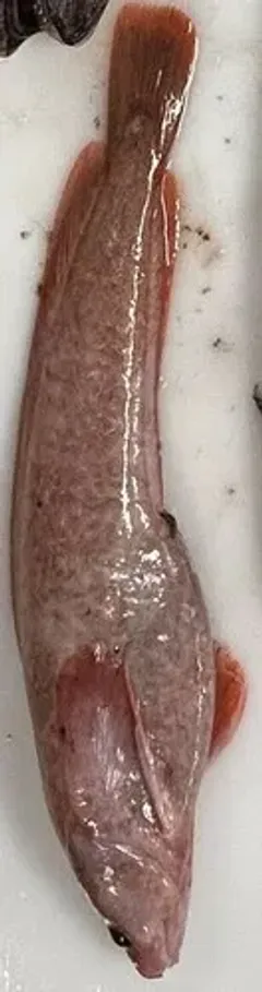 Silver Rockling thumbnail 2