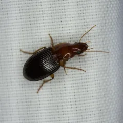 Trichotichnus dichrous thumbnail 2