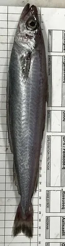 Blue Whiting