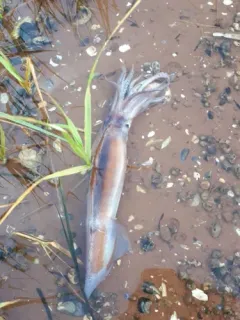 Northern Shortfin Squid thumbnail 2