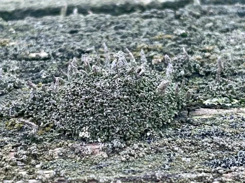 Branching Pixie Pebblehorn Lichen