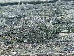 Branching Pixie Pebblehorn Lichen thumbnail 1