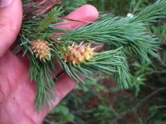 Larch Woolly Aphid thumbnail 2