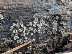 Mollisia fusca thumbnail 4