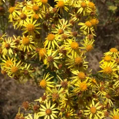 ragwort thumbnail 2