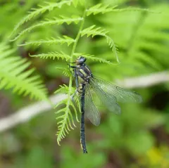 Harpoon Clubtail thumbnail 3