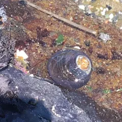 Black Tegula thumbnail 1