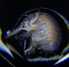 Hyperia galba thumbnail 4