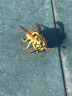 California Yellowjacket thumbnail 4