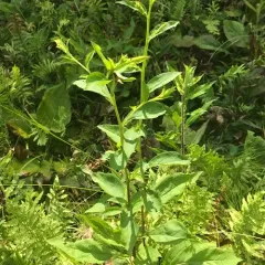 Swamp Goldenrod thumbnail 3
