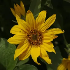 arrowleaf balsamroot thumbnail 2