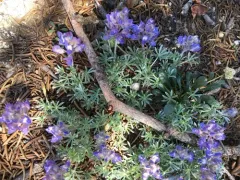Brewer's Lupine thumbnail 2