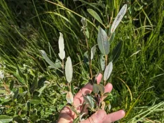 Athabasca Willow thumbnail 3