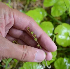 Brewer's Mitrewort thumbnail 1