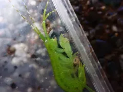 Sea Lettuce Sea Flea thumbnail 2