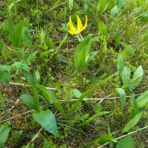 Glacier Lily