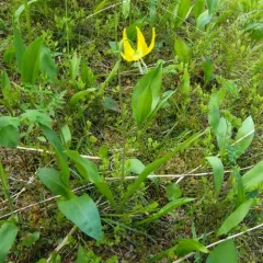 Glacier Lily thumbnail 1