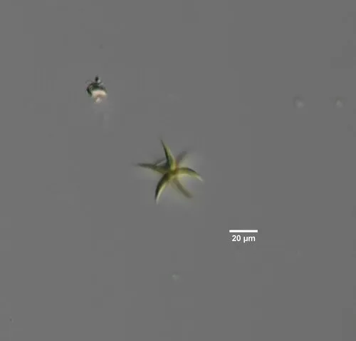 Selenastrum bibraianum