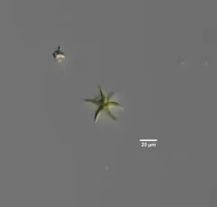 Selenastrum bibraianum thumbnail 1