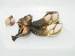 Arcoscalpellum michelottianum thumbnail 3