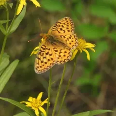 Mormon Fritillary thumbnail 1