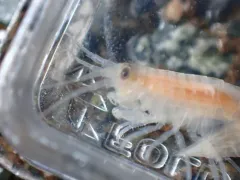 Calliopius pacificus thumbnail 3
